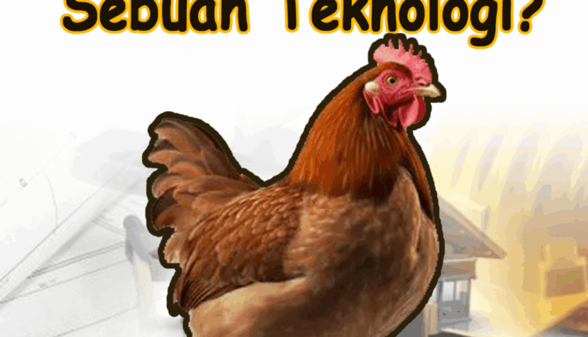 3FEEDS - CAKAR AYAM